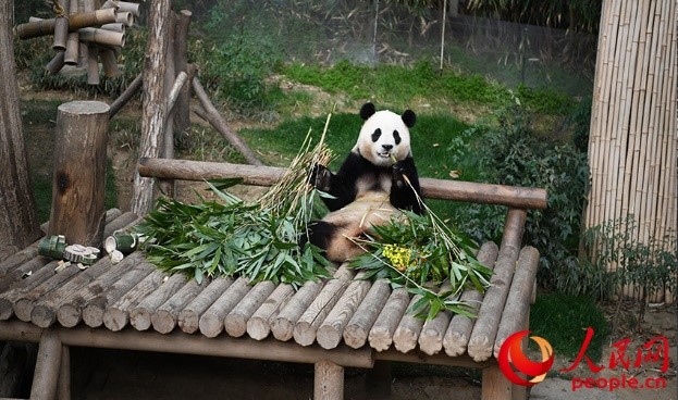 “福寶”享用新鮮的竹子。人民網 李帆攝