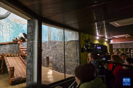 3月8日，人們在俄羅斯莫斯科動物園觀看大熊貓“喀秋莎”（左）和媽媽“丁丁”。新華社記者 曹陽 攝