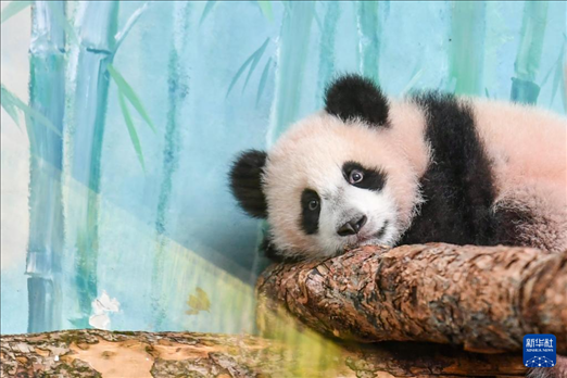 這是3月8日在俄羅斯莫斯科動物園拍攝的大熊貓“喀秋莎”。新華社記者 曹陽 攝