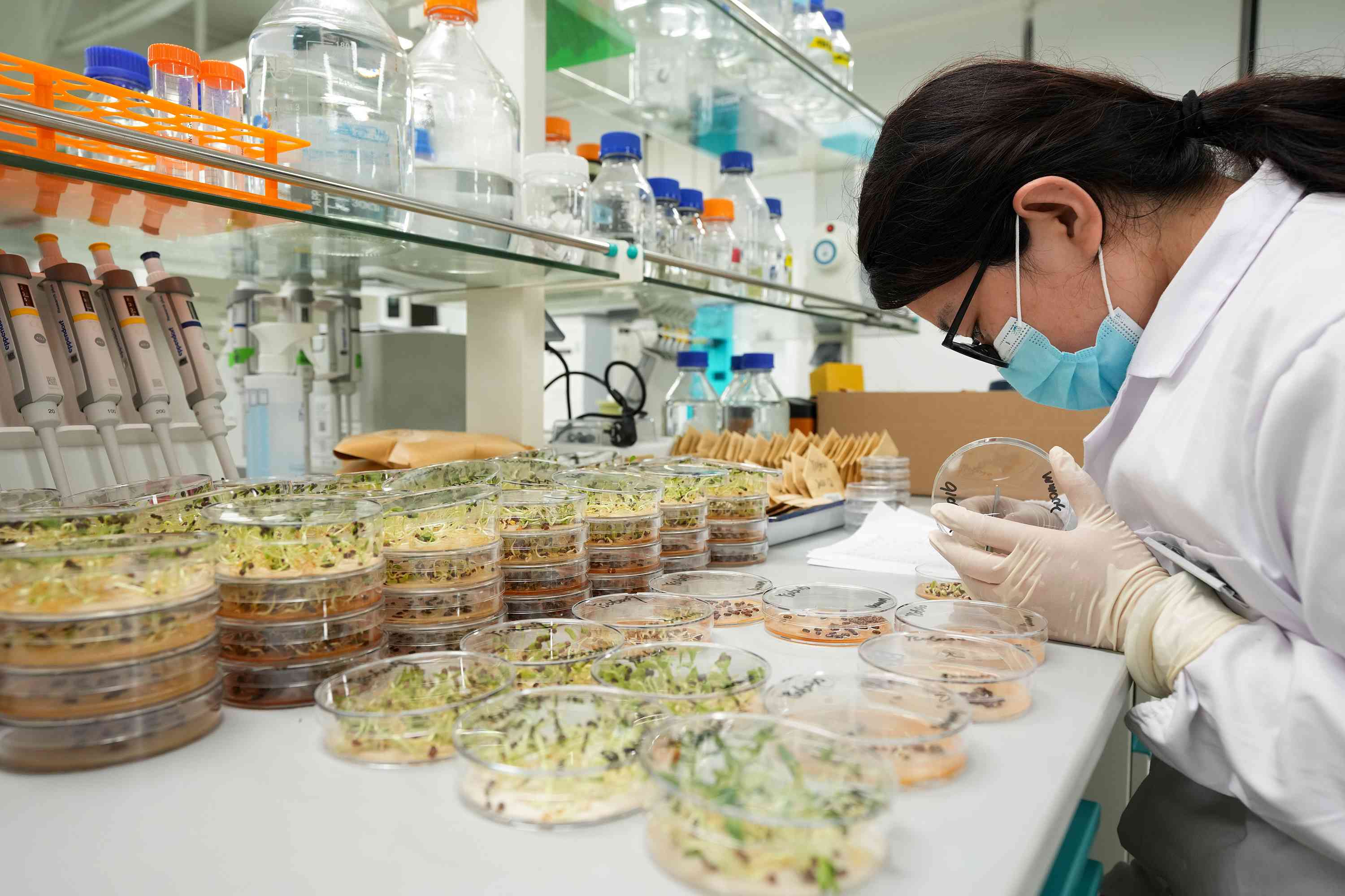 △ 海南三亞崖州灣科技城的崖州灣種子實驗室，科研人員正在觀察種子樣本。