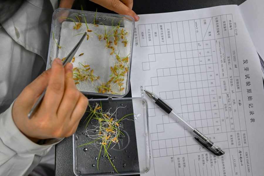 2022年3月23日，在湖南省農(nóng)作物種質(zhì)資源庫實(shí)驗(yàn)室，檢測員對保存的水稻種子進(jìn)行發(fā)芽試驗(yàn)檢測。