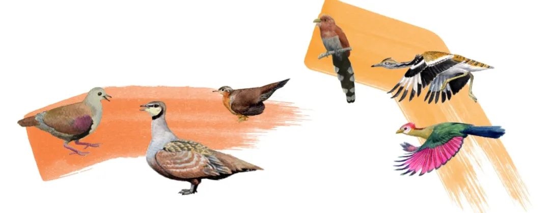 鴿鴇類(lèi)。浙江大學(xué)供圖