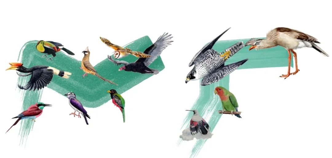 陸鳥(niǎo)類(lèi)。浙江大學(xué)供圖