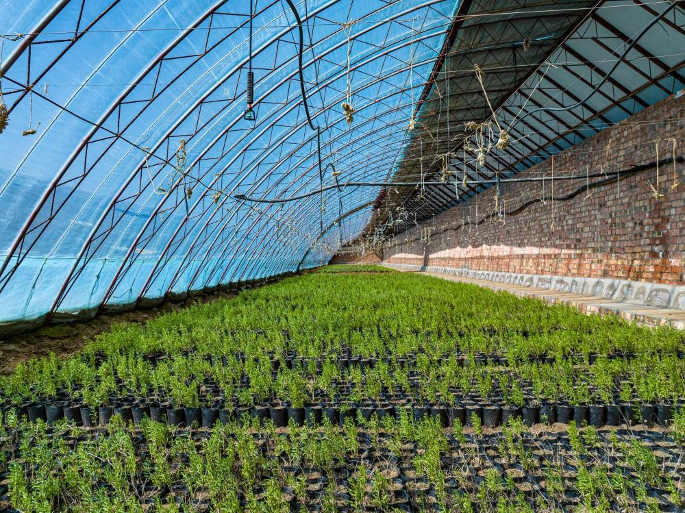 △內(nèi)蒙古一苗圃正在育苗。今年內(nèi)蒙古將投資2200萬元保障“三北”工程種苗供應，助力打好“三北”工程攻堅戰(zhàn)。