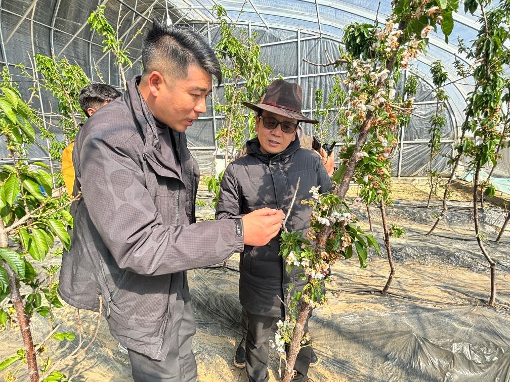 山東援藏小組及技術(shù)人員在大棚查看果蔬長勢。（受訪者供圖）