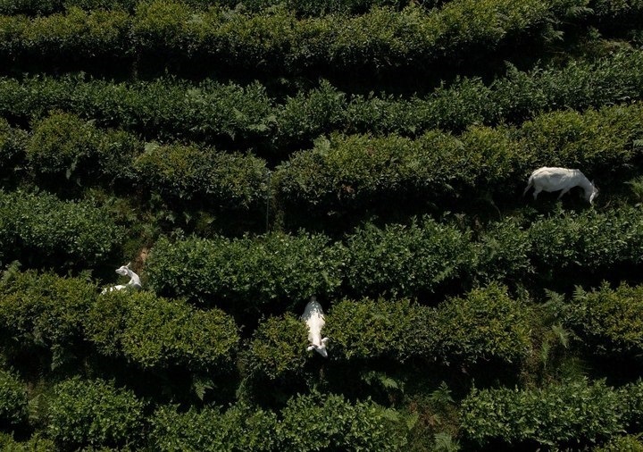 惠明茶園，養(yǎng)羊控草。供圖 共享聯(lián)盟·景寧