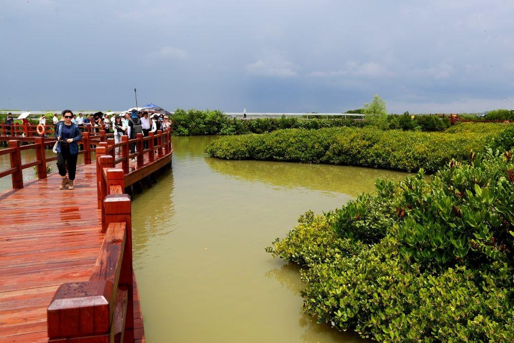 △2023年6月13日，人們在廣東湛江市麻章區(qū)金牛島觀賞紅樹林。