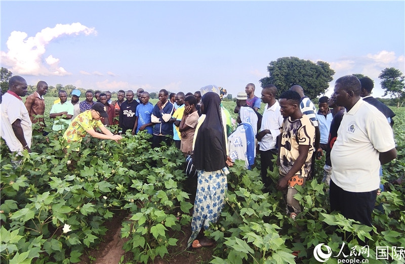 當?shù)孛揶r(nóng)紛紛向中國專家學習技術(shù)。人民網(wǎng)記者 黃培昭攝