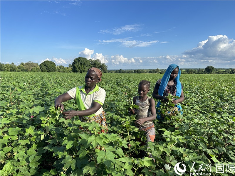 當?shù)孛揶r(nóng)在麥田里勞作。人民網(wǎng)記者 黃培昭攝
