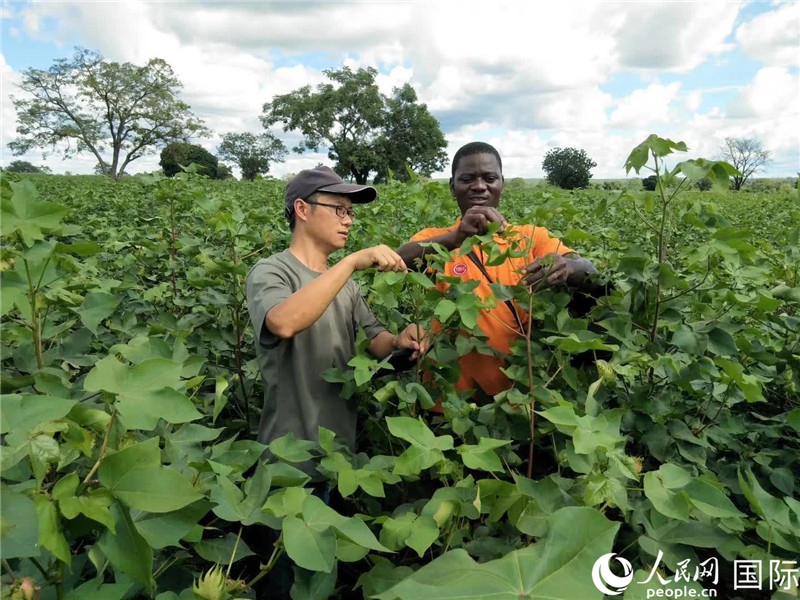 首小勇指導當?shù)剞r(nóng)民種植棉花。人民網(wǎng)記者 黃培昭攝