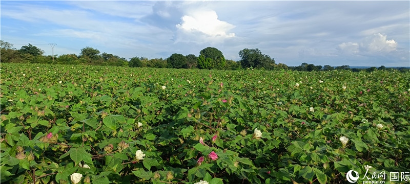 中國技術(shù)培養(yǎng)的當?shù)孛藁ㄌ?。人民網(wǎng)記者 黃培昭攝