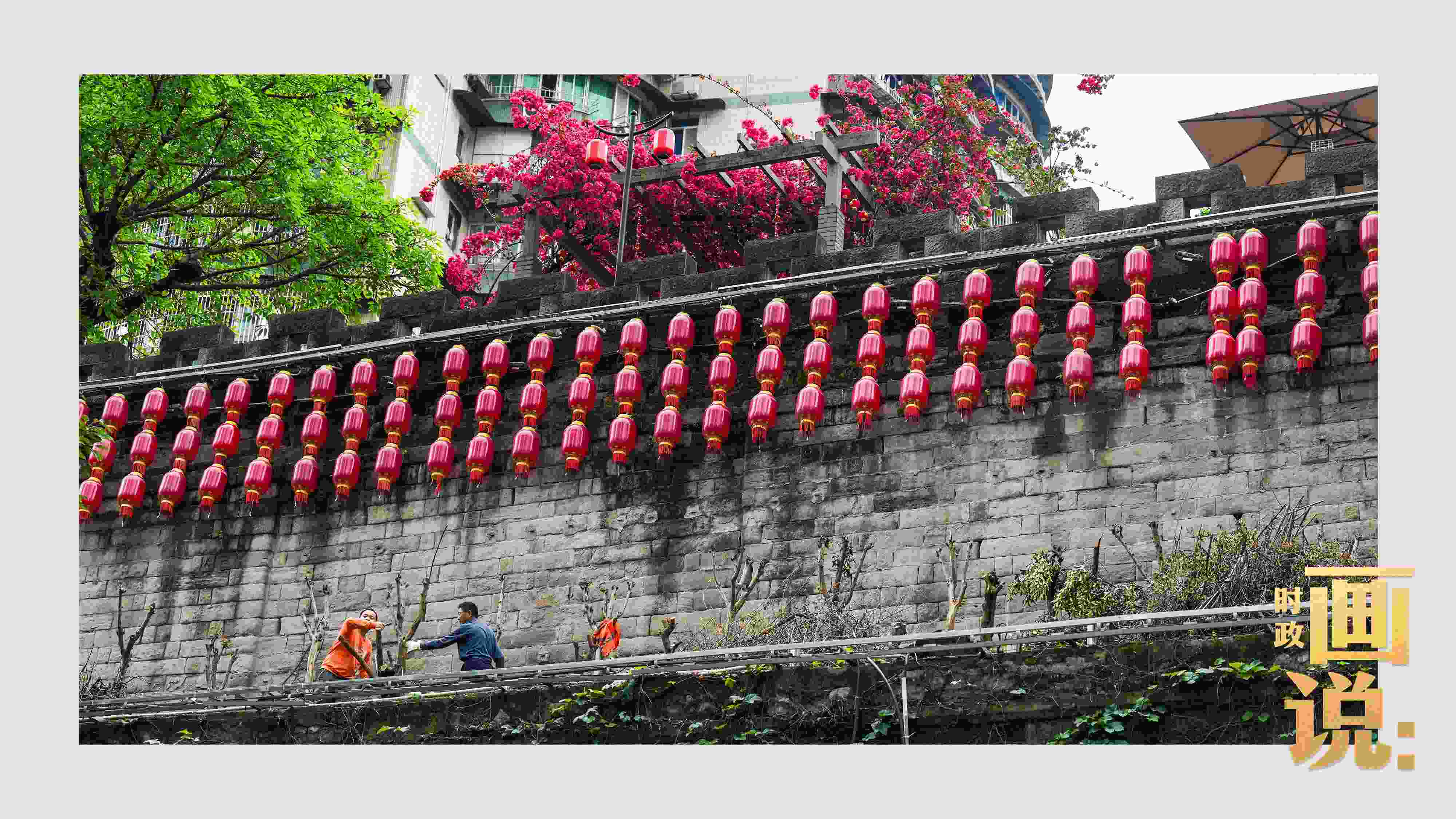 △盛放的三角梅下，園林工人修剪著古老通遠(yuǎn)門城墻上的一抹新綠。