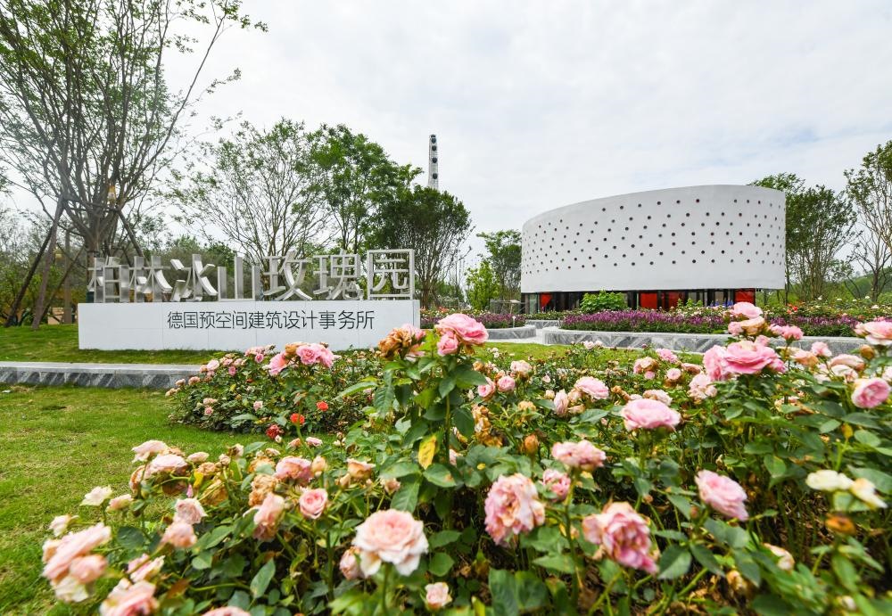 這是2024年4月22日拍攝的成都世園會(huì)主會(huì)場(chǎng)德國柏林冰山玫瑰園。新華社記者 王曦 攝