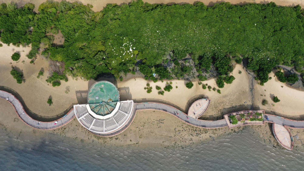 俯瞰廣東湛江市區(qū)海邊的紅樹林（2023年5月25日攝，無人機照片）。