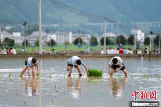 圖為5月21日，綏陽縣旺草中學(xué)學(xué)生在旺草萬畝大壩體驗(yàn)插秧。唐哲 攝