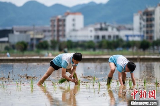 圖為5月21日，兩名學(xué)生在綏陽縣旺草萬畝大壩體驗(yàn)插秧。唐哲 攝