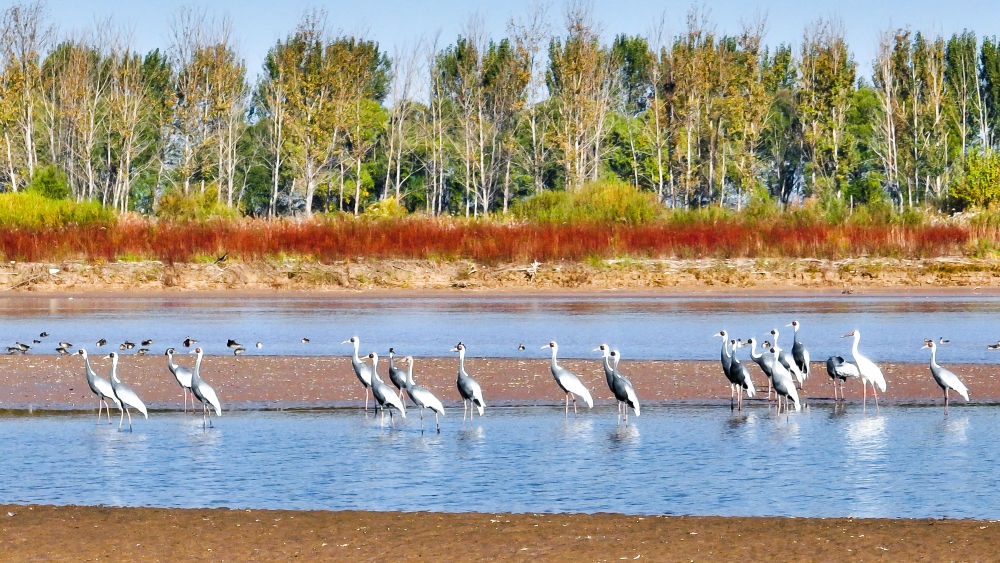 在山東黃河三角洲國家級自然保護區(qū)拍攝的白枕鶴（2022年10月18日攝）。新華社發(fā)（楊斌 攝）