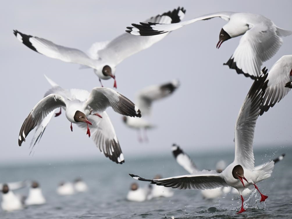 這是2023年4月13日在青海湖拍攝的棕頭鷗。新華社記者 張龍 攝