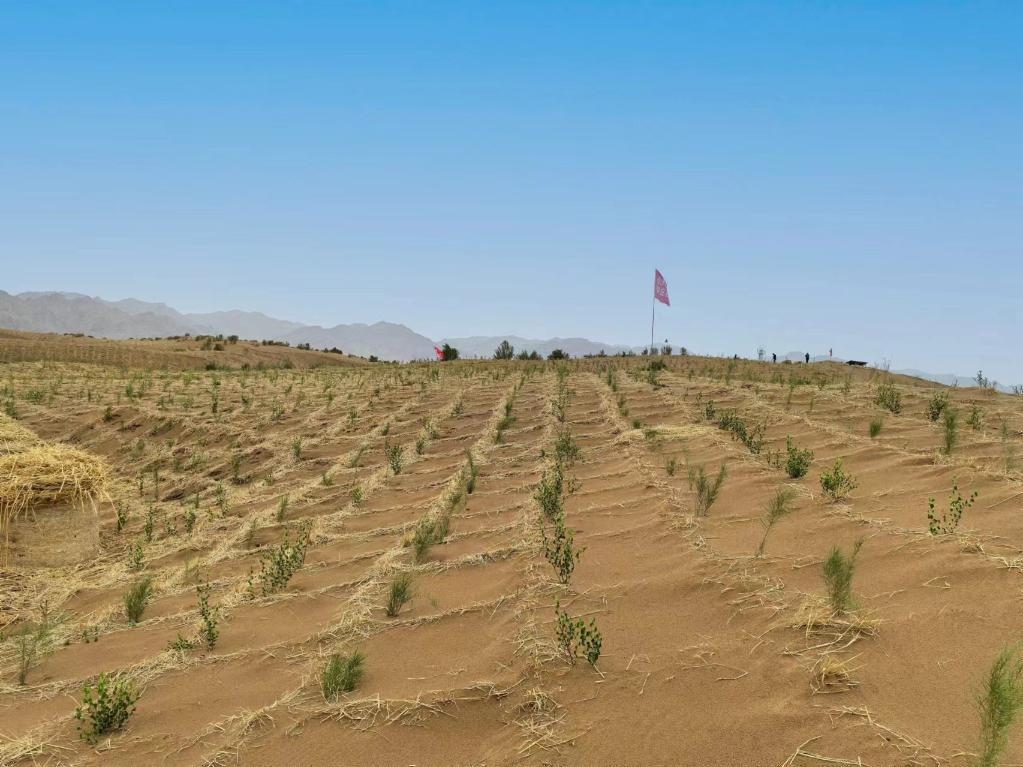 內(nèi)蒙古巴彥淖爾市杭錦后旗治沙新品種沙木蓼和四翅濱藜苗木示范區(qū)。新華社記者 李云平 攝
