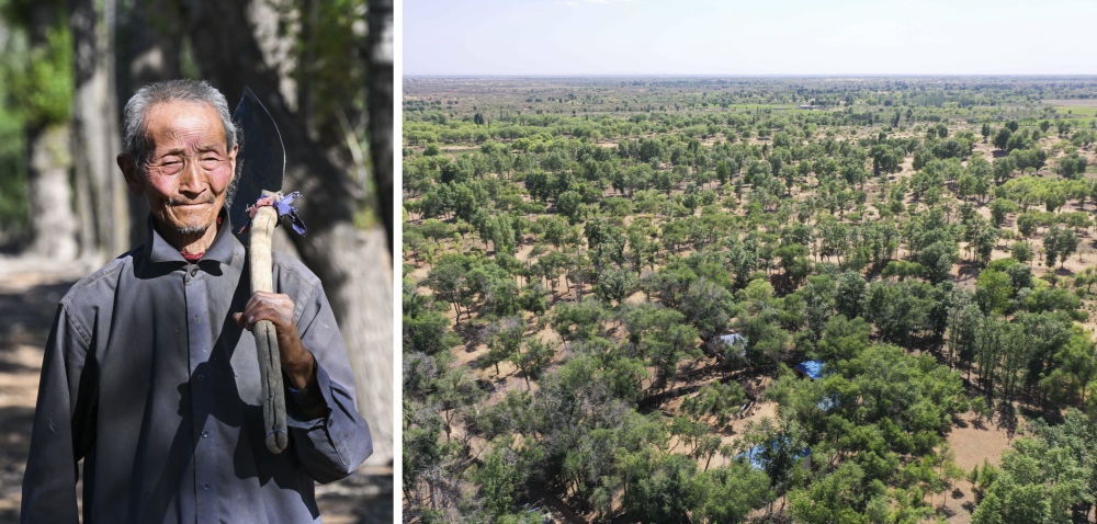 拼版照片：左圖為內(nèi)蒙古鄂托克前旗呼和陶勒蓋嘎查的牧民曹扎娃出門勞作（2023年6月14日攝）；右圖為曹扎娃的承包地（2023年6月14日攝，無人機照片）。20世紀(jì)80年代，在毛烏素沙地中，曹扎娃主動承包了2300多畝沙地。這么多年來，曹扎娃堅持種樹治沙，最終將沙地變成了林海。新華社記者 劉磊 攝