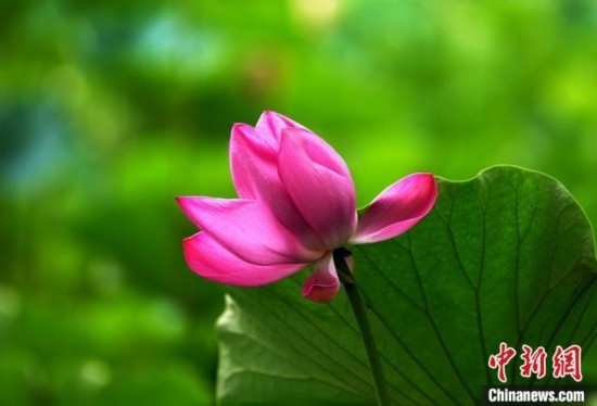 6月19日，時(shí)值一年畢業(yè)季，四川大學(xué)望江校區(qū)荷花池里的荷花盛開，成為了畢業(yè)生們的打卡圣地，吸引了眾多畢業(yè)生拍照留念。圖為盛開的荷花。中新社記者 安源 攝