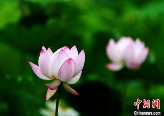 6月19日，時(shí)值一年畢業(yè)季，四川大學(xué)望江校區(qū)荷花池里的荷花盛開，成為了畢業(yè)生們的打卡圣地，吸引了眾多畢業(yè)生拍照留念。圖為盛開的荷花。中新社記者 安源 攝