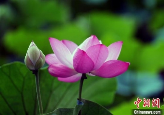 6月19日，時(shí)值一年畢業(yè)季，四川大學(xué)望江校區(qū)荷花池里的荷花盛開，成為了畢業(yè)生們的打卡圣地，吸引了眾多畢業(yè)生拍照留念。圖為盛開的荷花。中新社記者 安源 攝