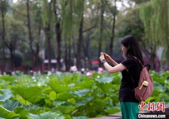 6月19日，時(shí)值一年畢業(yè)季，四川大學(xué)望江校區(qū)荷花池里的荷花盛開，成為了畢業(yè)生們的打卡圣地，吸引了眾多畢業(yè)生拍照留念。圖為畢業(yè)生在荷花池邊拍照留念。中新社記者 安源 攝