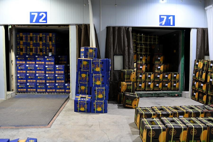 2023年9月12日在廣西憑祥友誼關(guān)口岸拍攝的等待通關(guān)的進口榴蓮。新華社記者 曹祎銘 攝