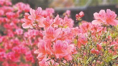 井岡山大學(xué)北區(qū)的生物園內(nèi)，一叢叢映山紅競(jìng)相怒放。井岡山大學(xué)供圖