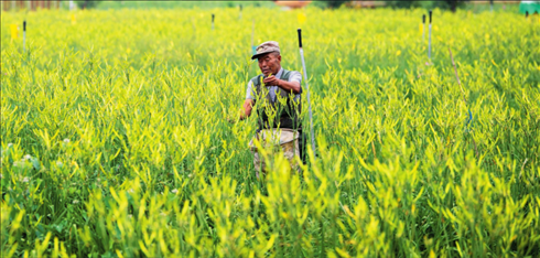 村民在位于山西省大同市云州區(qū)唐家堡村的大同黃花有機(jī)標(biāo)準(zhǔn)化種植基地內(nèi)采摘黃花（資料照片）楊晨光攝 / 本刊