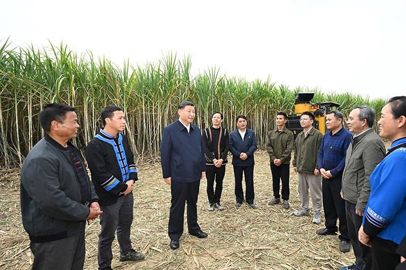 2023年12月14日，習(xí)近平總書記在廣西來賓市國家現(xiàn)代農(nóng)業(yè)產(chǎn)業(yè)園黃安優(yōu)質(zhì)“雙高”糖料蔗基地考察時(shí)，同蔗農(nóng)、農(nóng)機(jī)手和農(nóng)技人員親切交流。