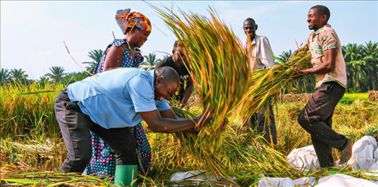 2018 年，中國農(nóng)業(yè)專家組在布隆迪布班扎省吉漢加縣設(shè)立首個(gè)水稻減貧示范村。圖為當(dāng)?shù)剞r(nóng)戶在稻田里給雜交水稻脫粒（2023 年 6 月 20 日攝） 韓旭攝 / 本刊