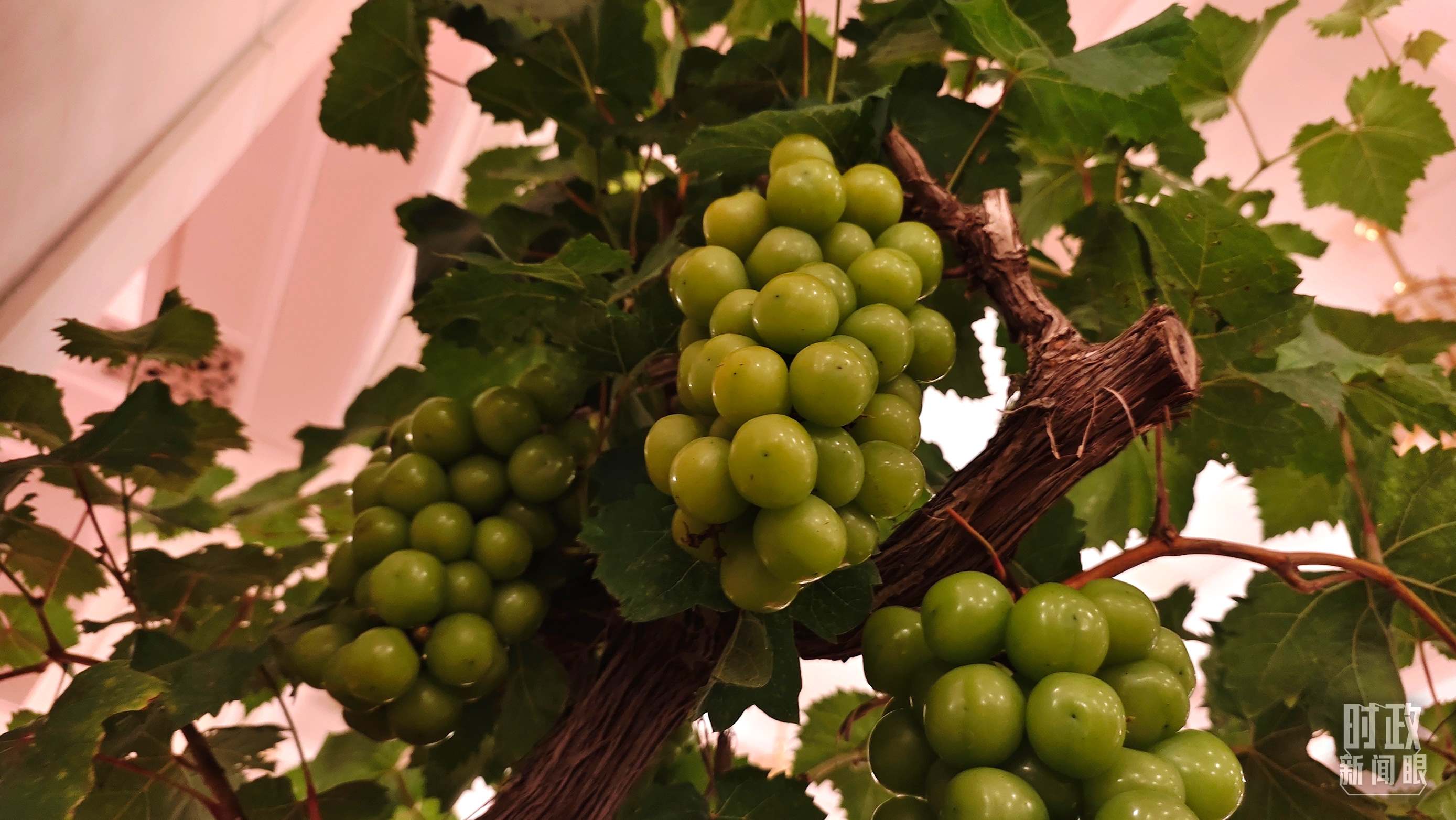  △人民大會(huì)堂的盆景，碩果累累。（總臺(tái)央視記者韓銳拍攝）