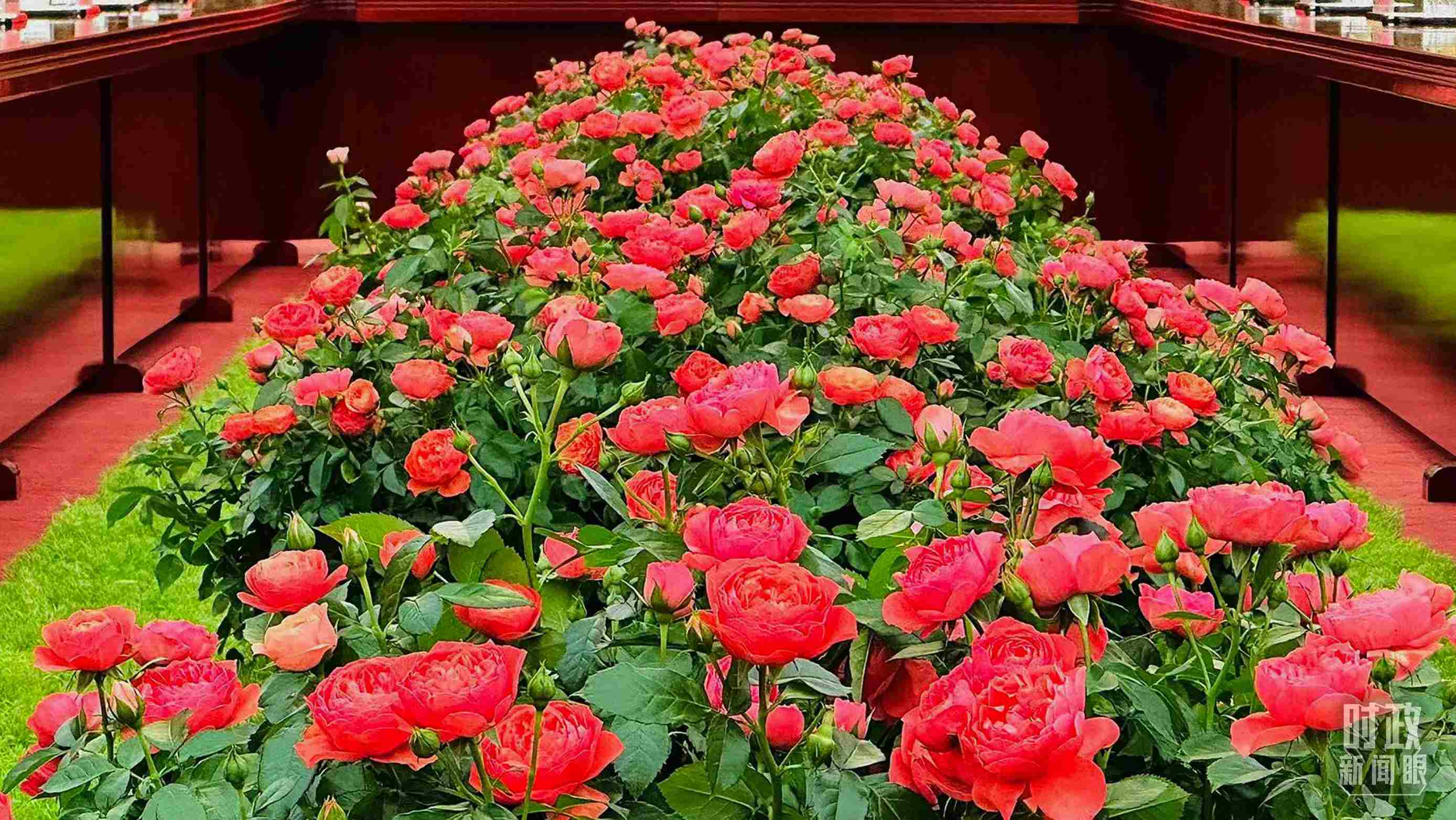 東大廳會談桌中間擺放的紅果汁月季，象征著蓬勃與堅韌。（總臺央視記者范一鳴拍攝）