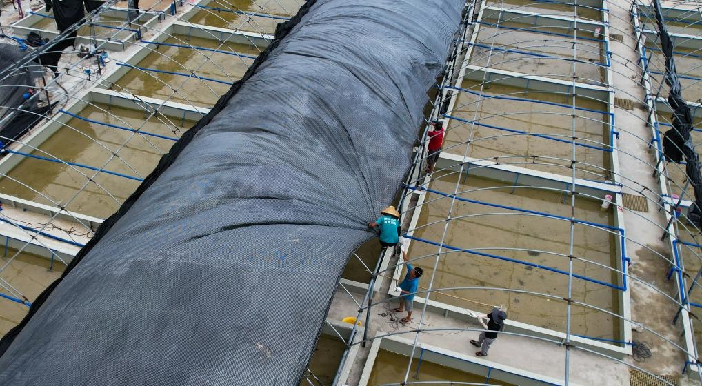 在文昌市翁田鎮(zhèn)的海興農(nóng)翁田蝦苗場，工人重新鋪設(shè)頂棚。無人機(jī)照片，新華社記者楊冠宇 攝