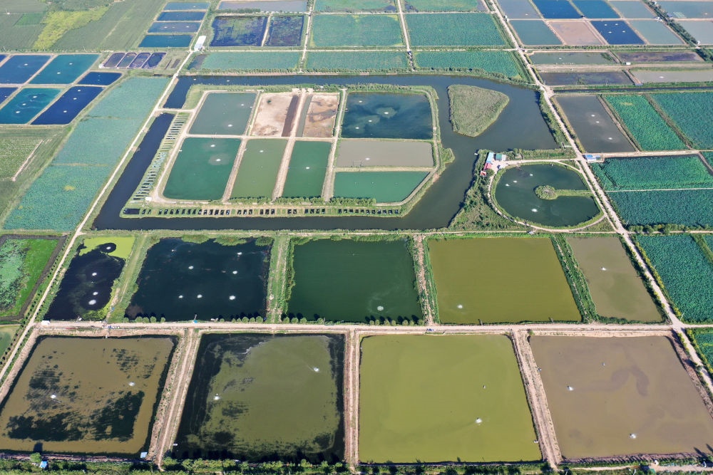 2024年8月13日在山西省臨猗縣薛公村拍攝的蟹塘（無人機(jī)照片）。薛公村位于黃河岸邊，有5000多畝黃河灘涂和近5000畝荒溝。當(dāng)?shù)赝ㄟ^將荒溝和灘涂進(jìn)行整合，發(fā)展特色水產(chǎn)養(yǎng)殖，讓守著黃河水、住在黃河灘的薛公村村民有了新的致富路。