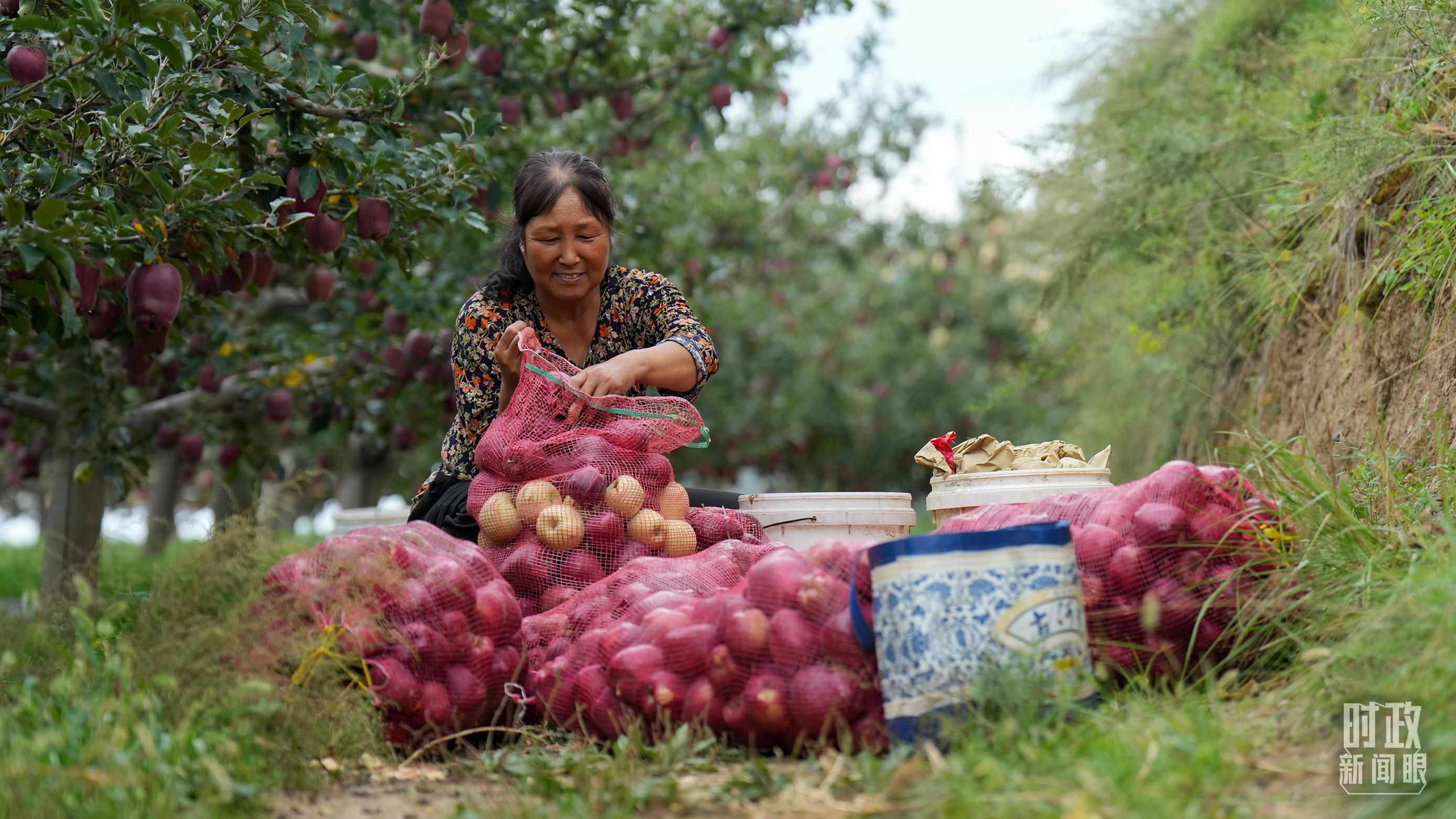 △南山花牛蘋果基地在2023年帶動9000多戶村民實現(xiàn)增收。（總臺國廣記者李晉拍攝）