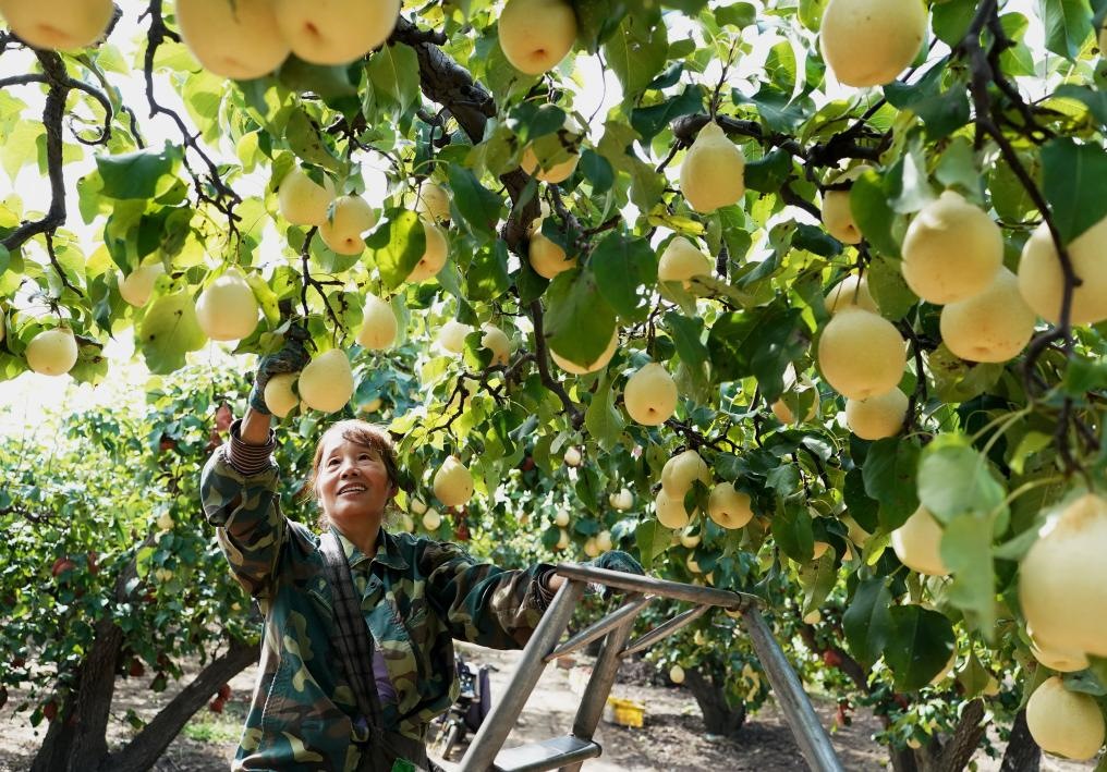 9月13日，河北省晉州市的農(nóng)民在果園采摘鴨梨。新華社記者楊世堯 攝
