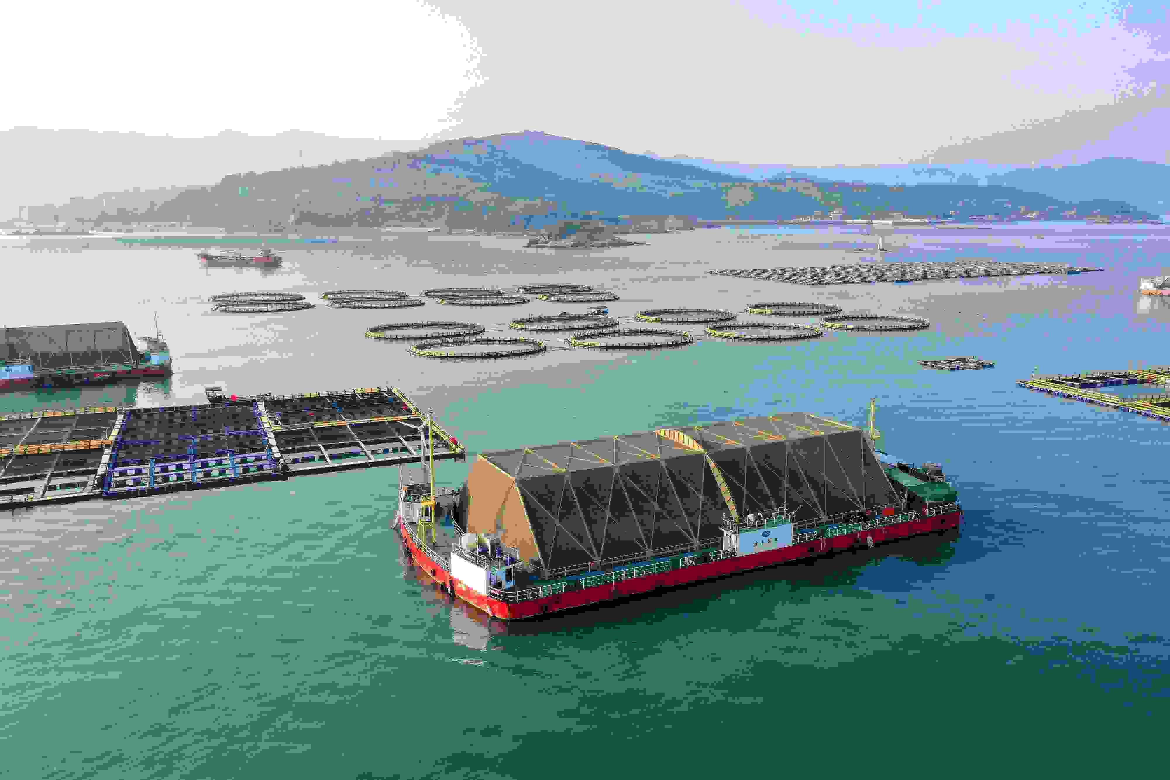 2024年9月10日拍攝的福建省福州市連江縣定海灣海域的現(xiàn)代化“海上糧倉”。