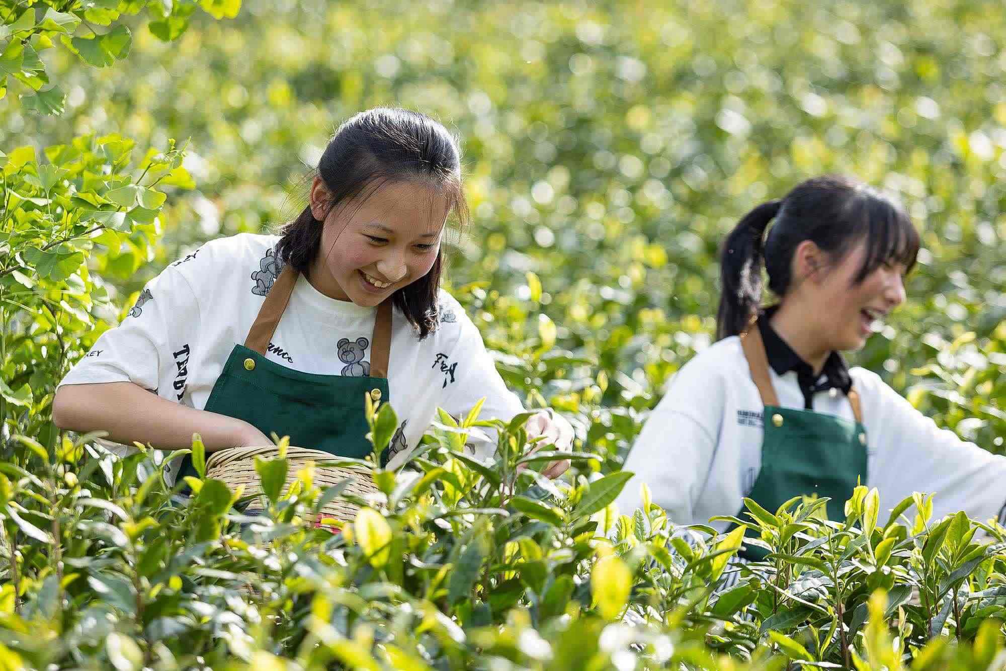 浙江安吉，游客在茶園里體驗采茶