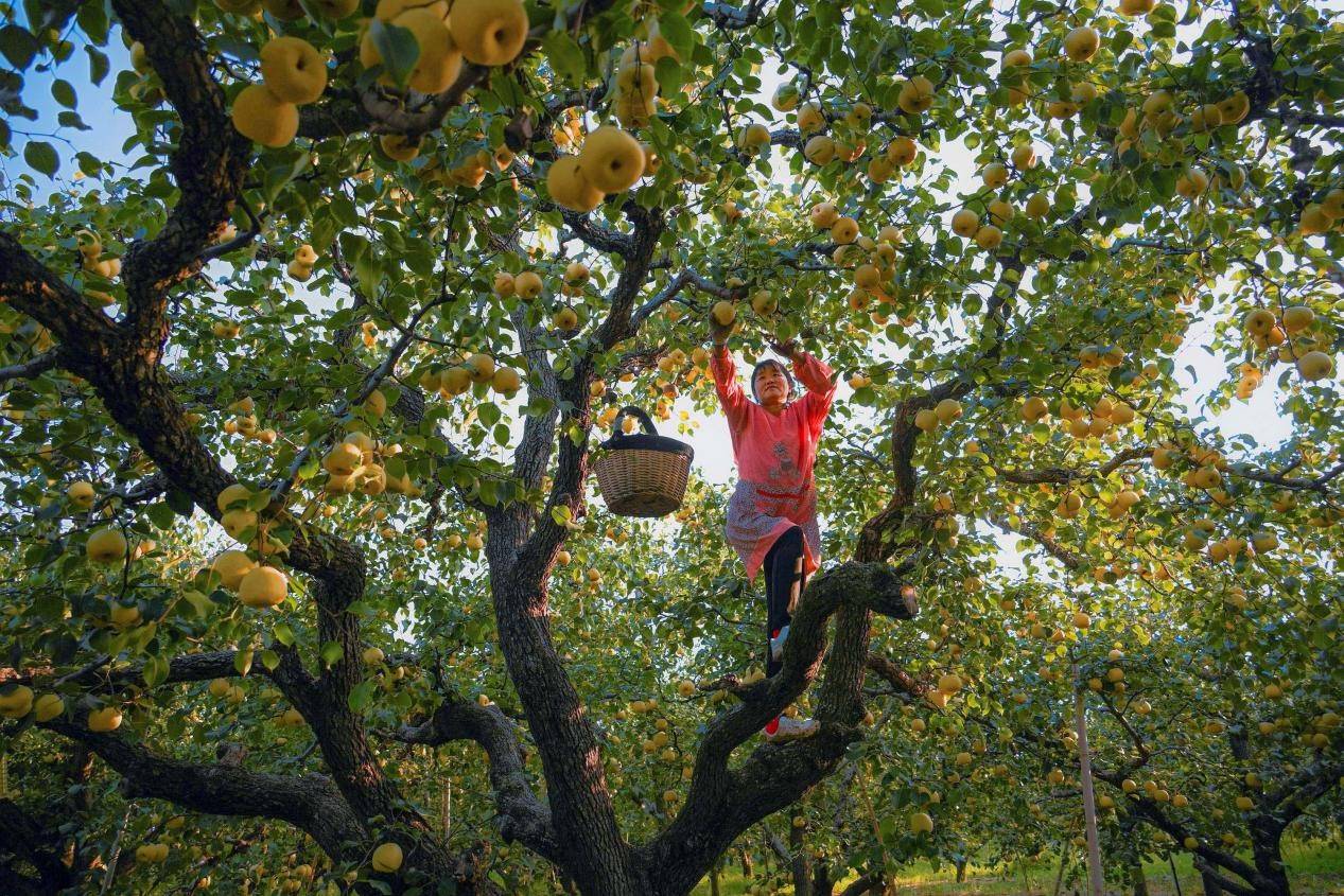 2024年10月4日，安徽省宿州市碭山縣程莊鎮(zhèn)衡樓村百年老梨園里，梨農(nóng)在忙著采摘酥梨。來源:人民圖片