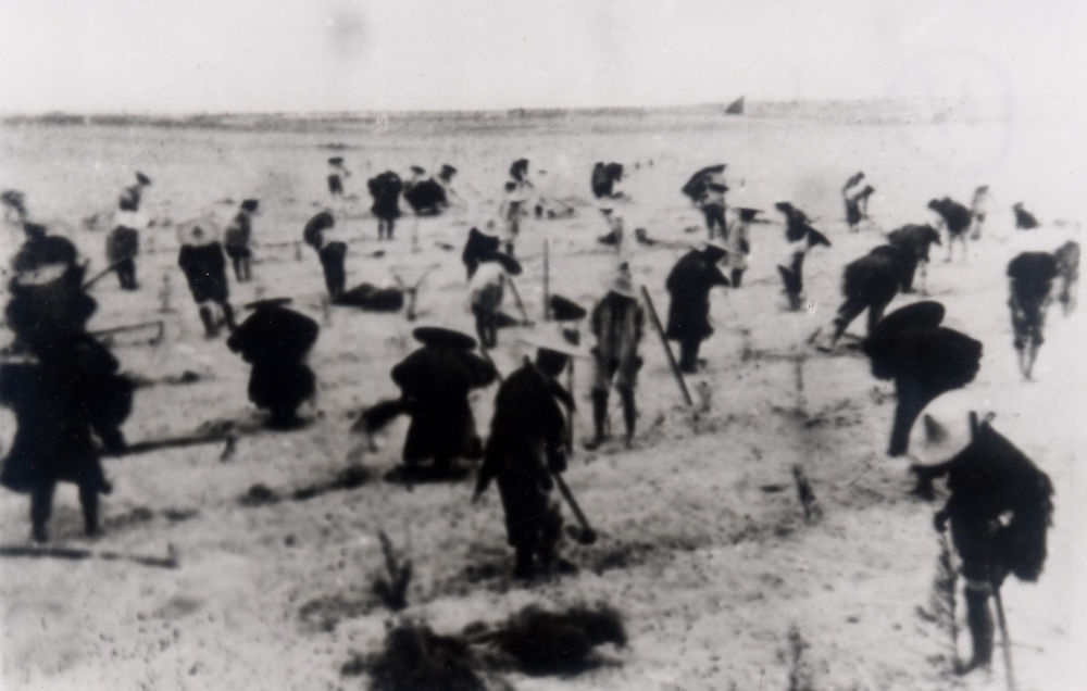 上世紀(jì)東山百姓在沙灘造林（資料照片）。