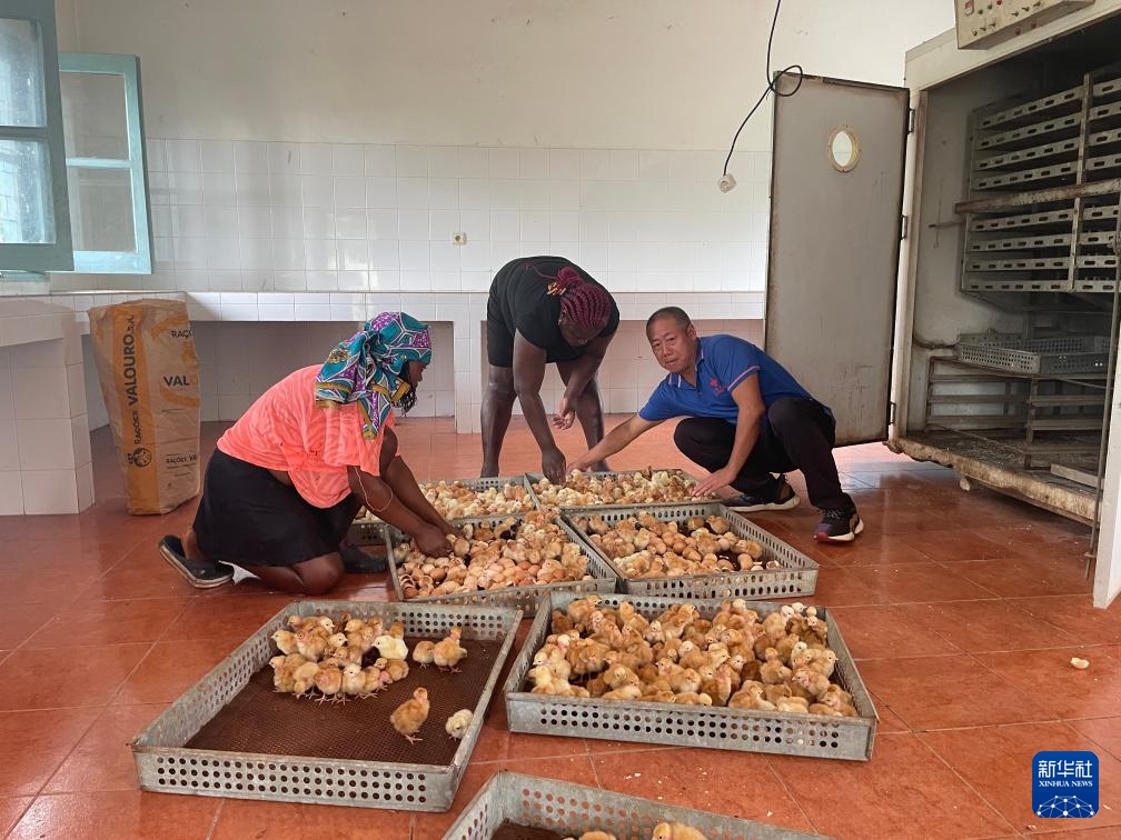 中國援圣普農(nóng)牧業(yè)技術(shù)項目組專家在圣多美和普林西比家禽繁育中心指導(dǎo)雛雞人工孵化技術(shù)（2024年10月8日攝）。新華社發(fā)（中國援圣普農(nóng)技組供圖）