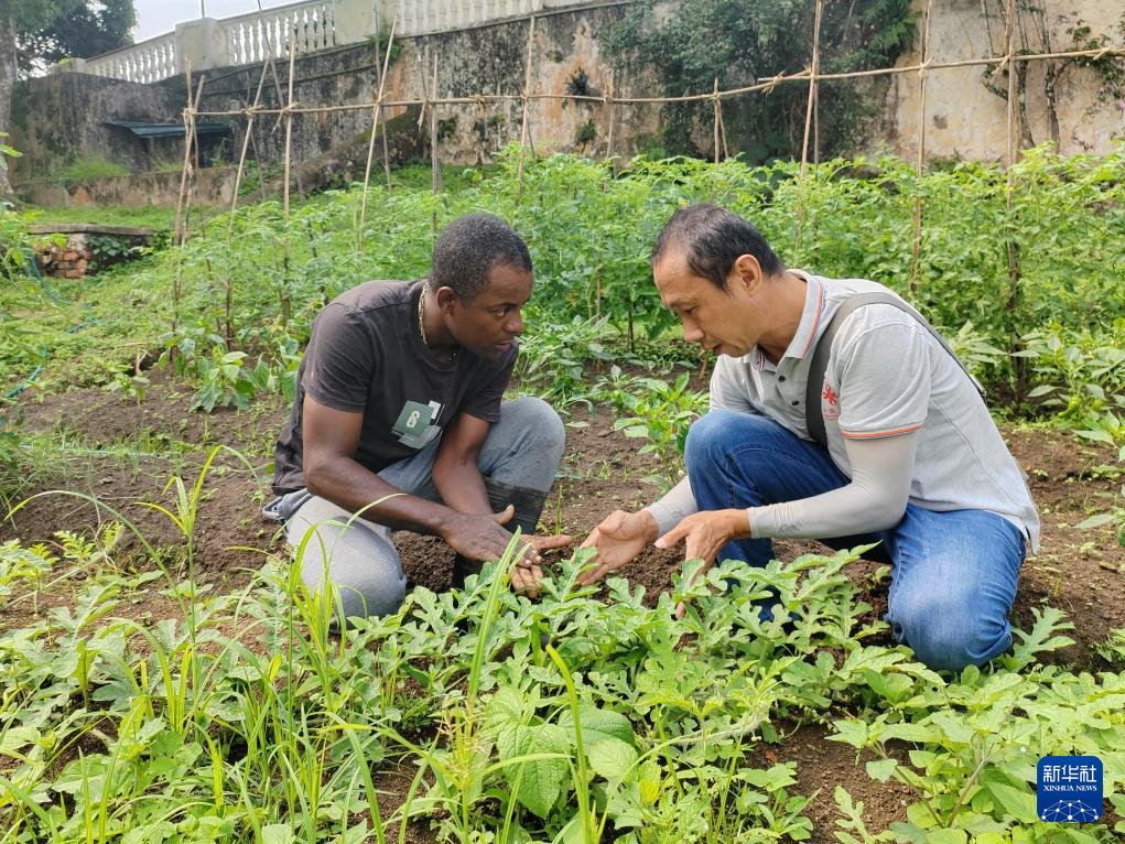 中國援圣普農(nóng)牧業(yè)技術(shù)項目組專家彭杰（右）在圣多美和普林西比的梅佐希大區(qū)指導(dǎo)蔬菜種植戶改善田間管理技術(shù)（2024年1月25日攝）。新華社發(fā)（中國援圣普農(nóng)技組供圖）