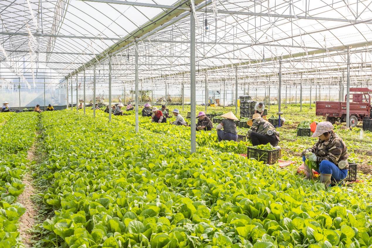 2024年10月8日，在廣西梧州市蒙山縣文圩鎮(zhèn)大明村一個大棚蔬菜基地內(nèi)，民工在采摘、包裝包心菜，準備運銷外地。來源：人民圖片