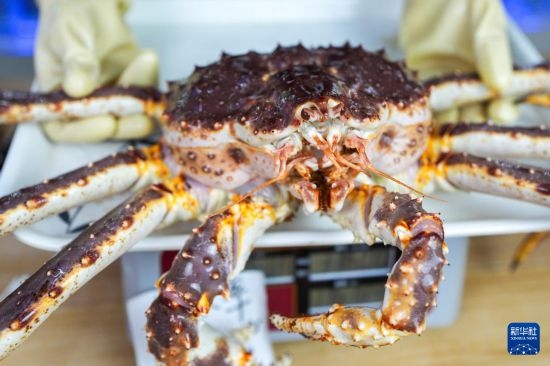 這是9月20日在吉林省琿春市的東北亞跨境電商產(chǎn)業(yè)園內(nèi)的帝王蟹保稅店拍攝的帝王蟹。新華社記者 許暢 攝