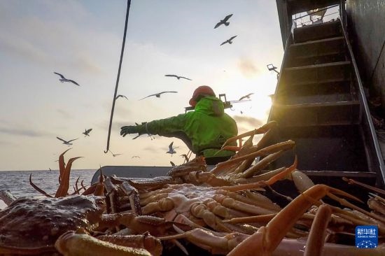 這是俄羅斯蟹業(yè)集團工作人員進行遠洋捕撈的資料照片。新華社發(fā)（俄羅斯蟹業(yè)集團供圖）
