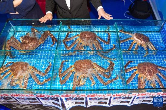 這是9月19日拍攝的吉林省琿春市一商家所售賣的帝王蟹。新華社記者 許暢 攝