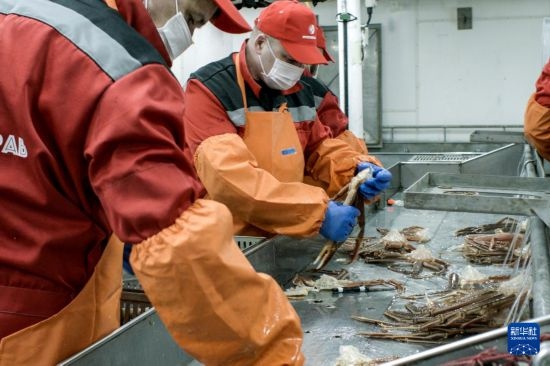 俄羅斯蟹業(yè)集團的工作人員在生產(chǎn)線上加工產(chǎn)品（資料照片）。新華社發(fā)（俄羅斯蟹業(yè)集團供圖）